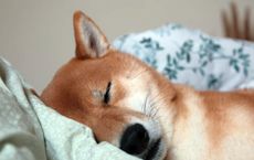 Article Image for Putting Sleep First in a 24/7 World