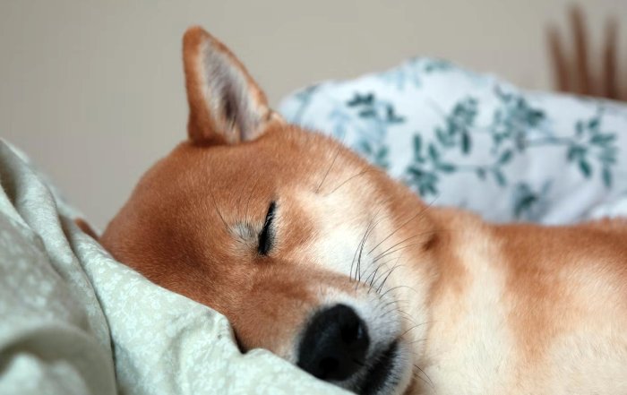 Article Image for Putting Sleep First in a 24/7 World