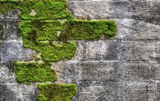 Article Image for Why Global Brands Are Investing in Sustainability